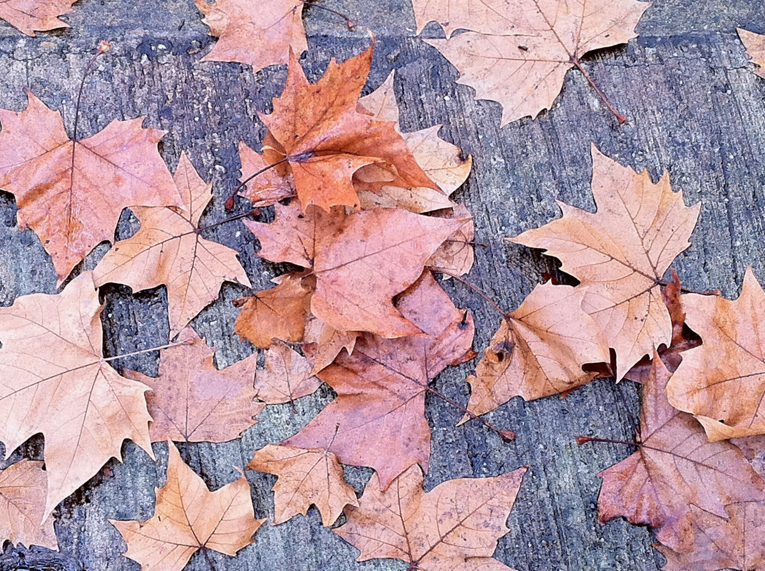 Fall leaves on pavement